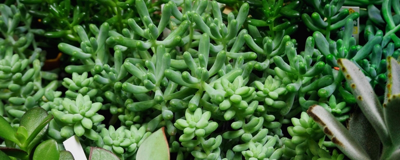 お世話がとっても簡単 かわいい 多肉植物 がたくさん入荷 Re Ceno Mag