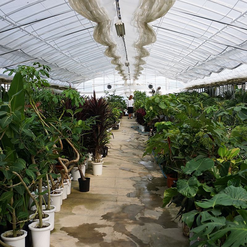 探している植物が見つからない方 必見 植物の仕入れ風景を Re Ceno Mag 探している植物が見つからない方 必見 植物の仕入れ風景を Re Ceno Mag