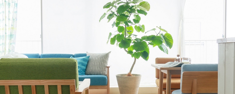 観葉植物のネット販売を いよいよスタートしました Re Ceno Mag 観葉植物のネット販売を いよいよスタートしました Re Ceno Mag