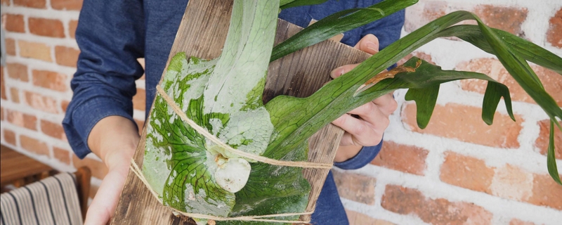 大きくなりすぎた コウモリラン を簡単 手軽な方法で板付 Re Ceno Mag