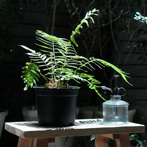「植物を育ててみたいけど、ちょっと不安、、」初心者の方へのワンポイントアドバイス集。