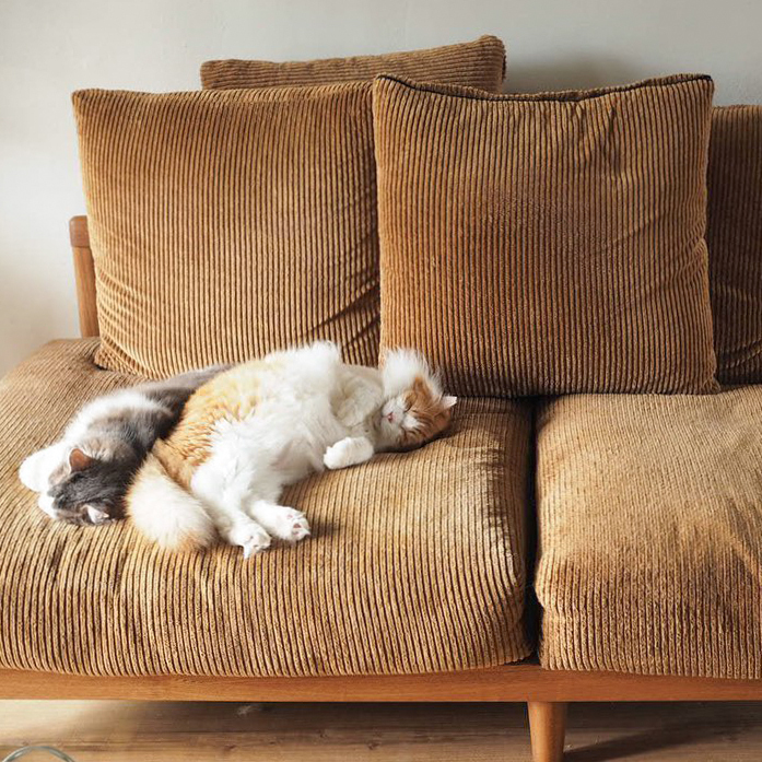 猫と暮らす- 猫と過ごすあたたかな日常を覗いてみました - 家具