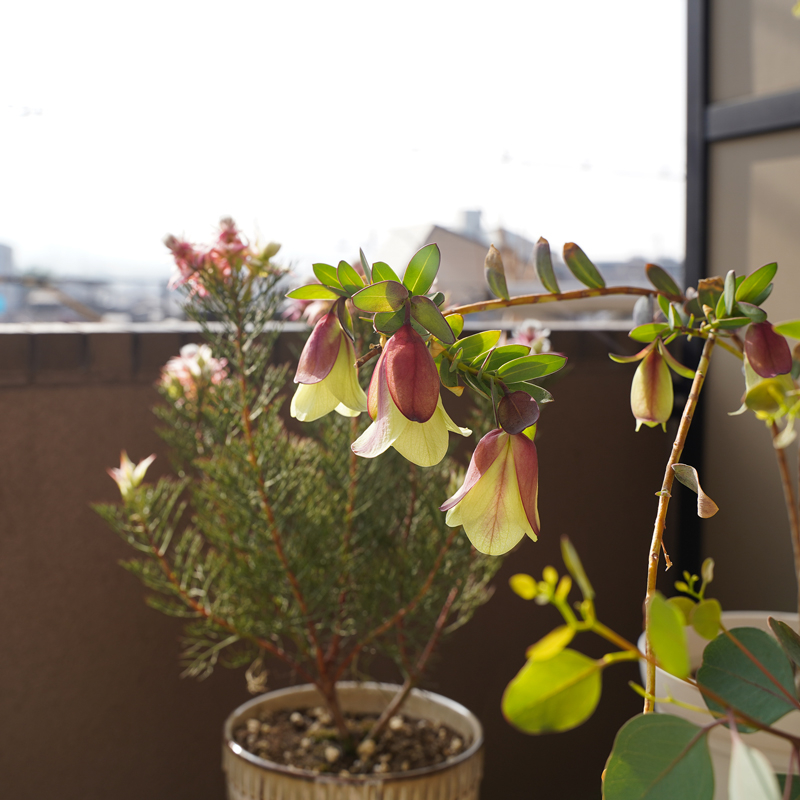 ベランダの花.jpg
