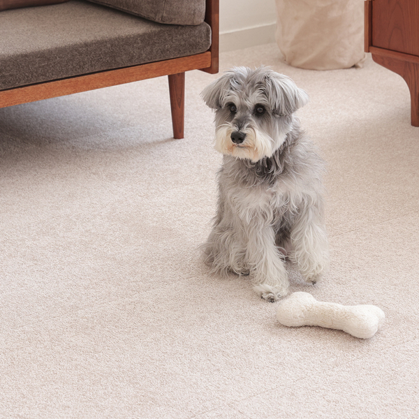 ペットと楽しむインテリア。お部屋作りのポイントと暮らしの工夫