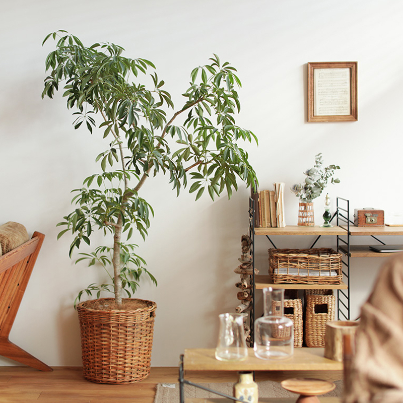 1218_green3.jpg