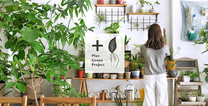 観葉植物のネット販売を いよいよスタートしました Re Ceno Mag 観葉植物のネット販売を いよいよスタートしました Re Ceno Mag