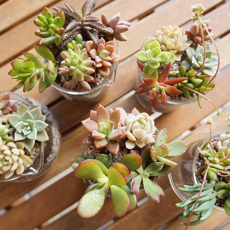 多種多彩！華やかで個性豊かな多肉植物の魅力と楽しみ方をご紹介します