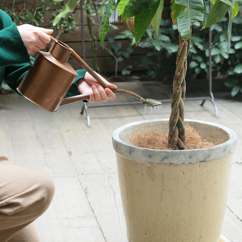 室内での大きな植物の管理って難しいの そんな時に便利なアイテムをご紹介します 家具 インテリア Re Ceno リセノ