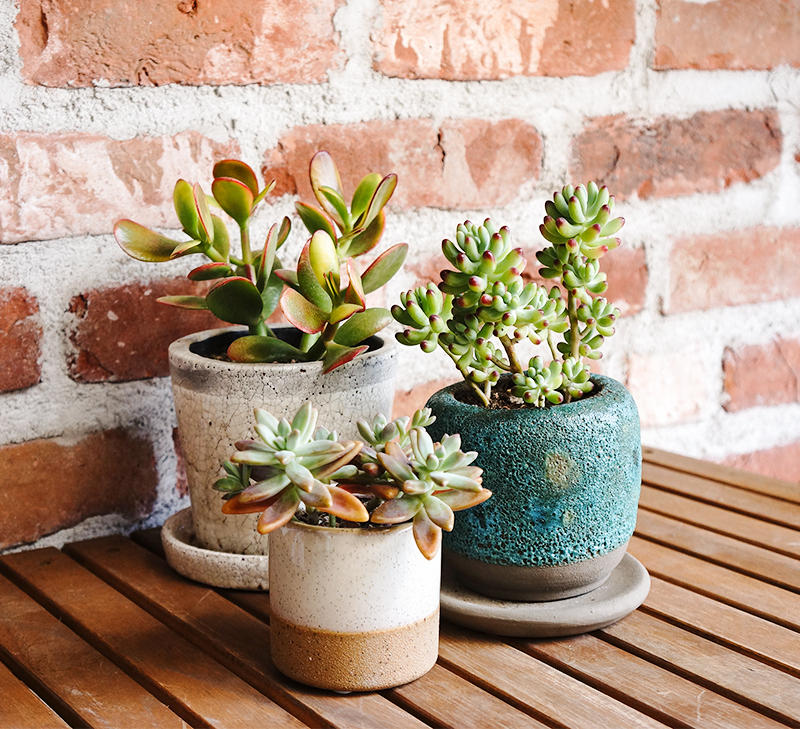 多種多彩！華やかで個性豊かな多肉植物の魅力と楽しみ方をご紹介します