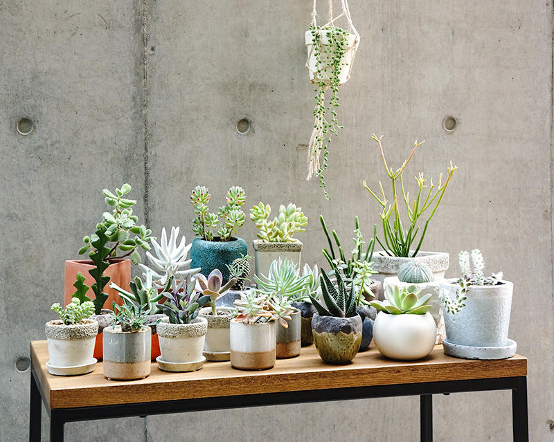 多種多彩！華やかで個性豊かな多肉植物の魅力と楽しみ方をご紹介します