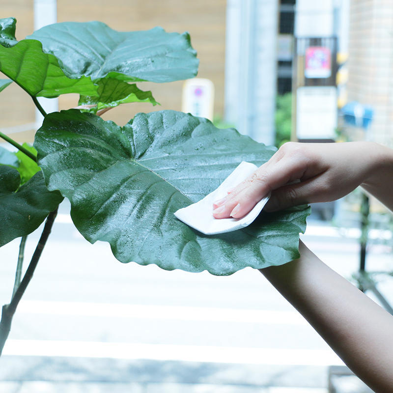 植物をいつでも瑞々しい姿に 水やりと同じぐらい大事な葉水 Re Ceno Mag