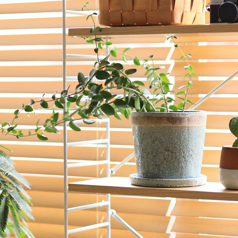 2018_12_07_6732RUSリビングB（ハーフ）_ブログ_見せる収納（植物など）.jpg