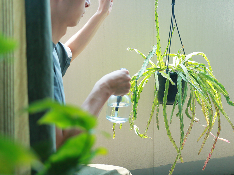僕たちの愛用品京都店スタッフが自宅で育てている植物たちをご紹介 - 家具・インテリア Re:CENO（リセノ）