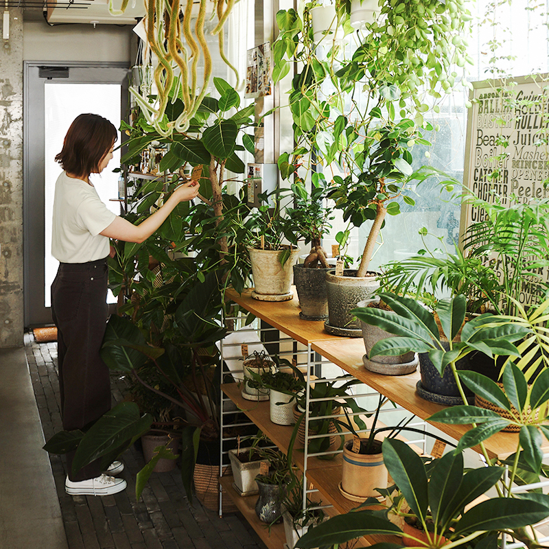 大きな植物を取り入れたい方必見 シンボルツリーの飾り方を Re Ceno Mag