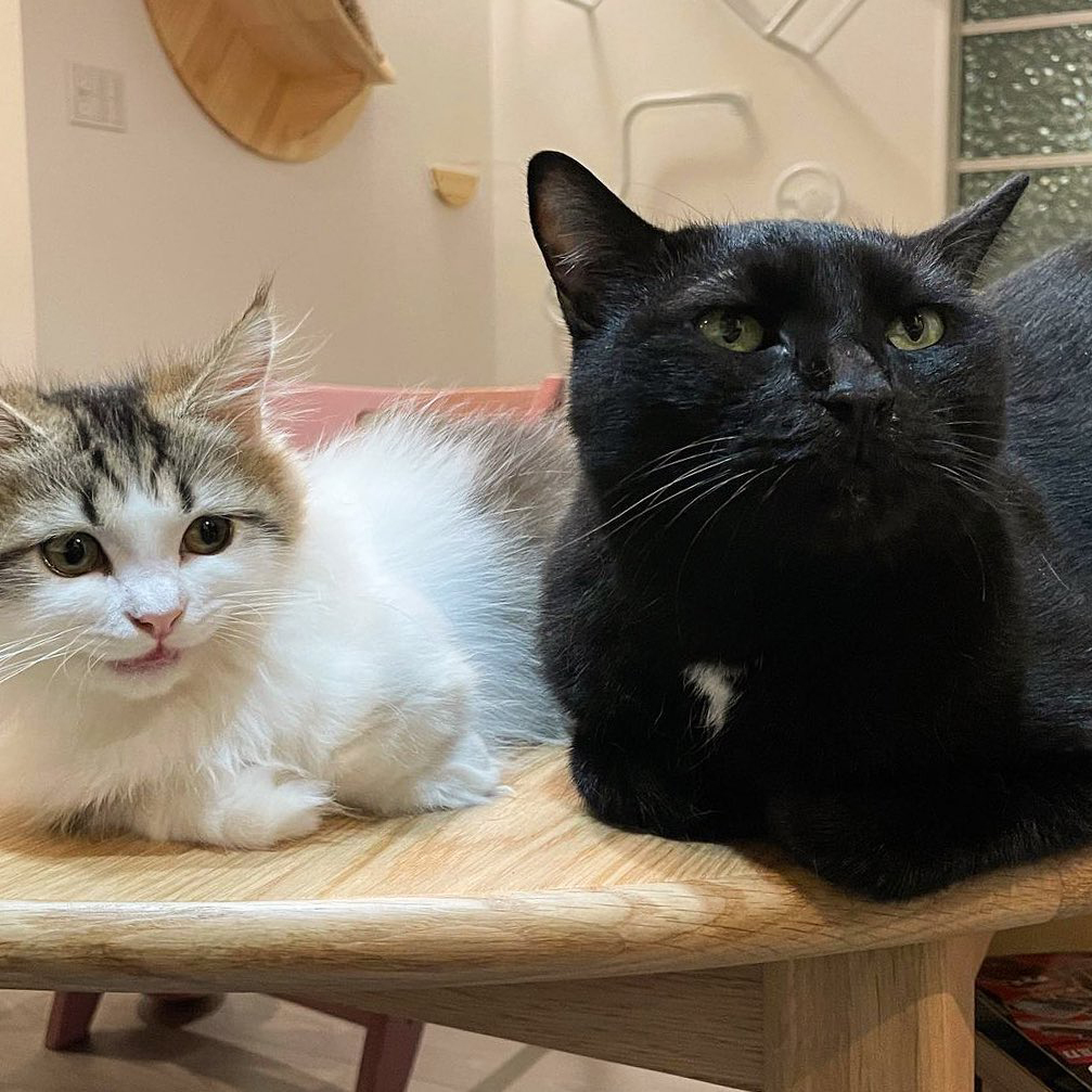 猫と暮らす 猫と過ごすあたたかな日常を覗いてみました 家具 インテリア Re Ceno リセノ