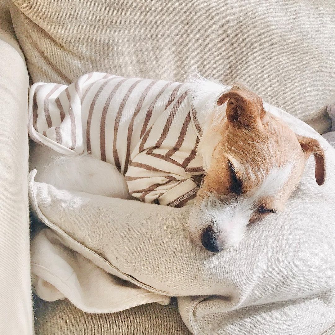 犬と暮らす 犬と過ごすあたたかな日常を覗いてみまし Re Ceno Mag