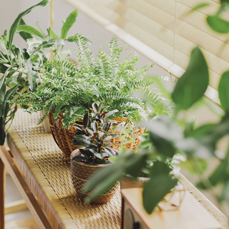 室内の観葉植物のイメージ.jpg