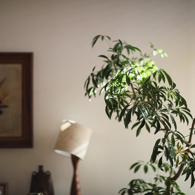 窓際に置かれた室内の植物.jpeg