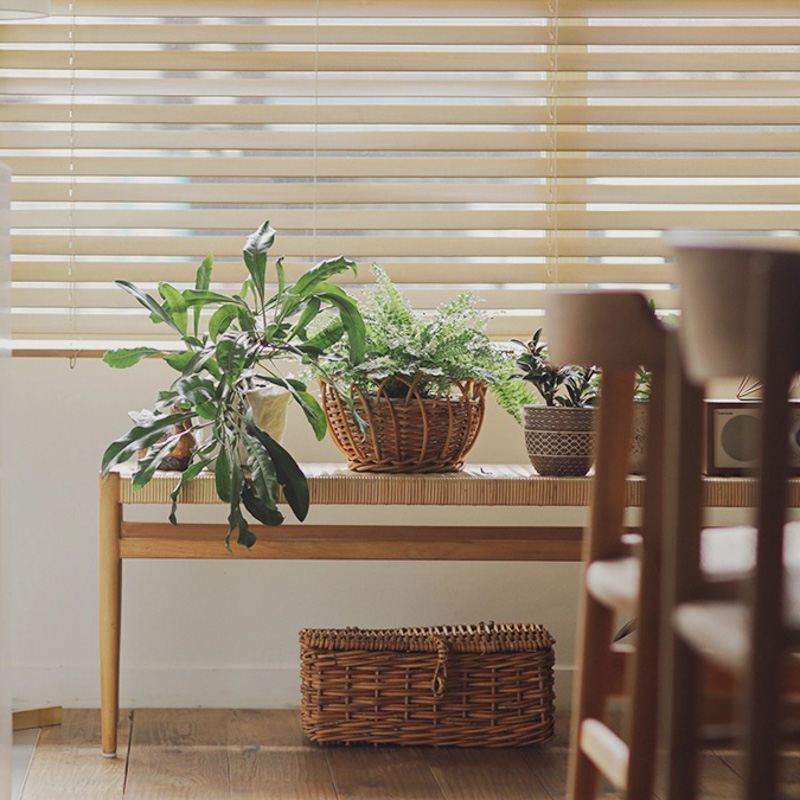小さな観葉植物が並んでいる.jpg