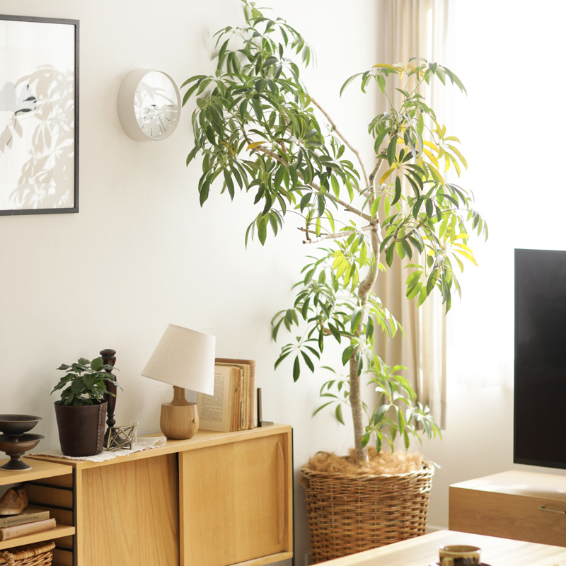 アクセントアイテム_観葉植物9.jpg