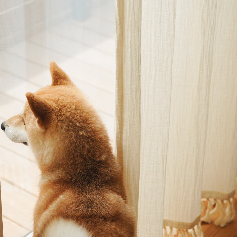 gauze_curtains_08.jpg