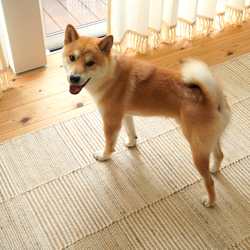 pet_interior_living (8).jpg