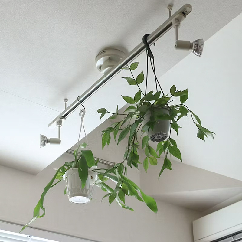 houseplant_placement_guide_13