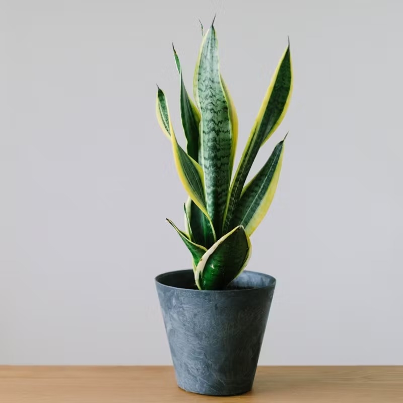 houseplant_placement_guide_06