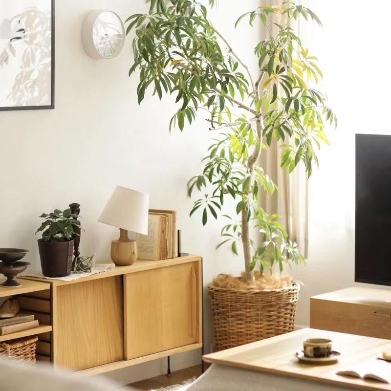 houseplant_placement_guide_20