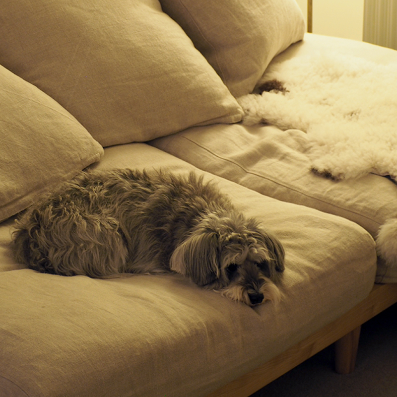 pet_sofa_lifestyle (13).jpg