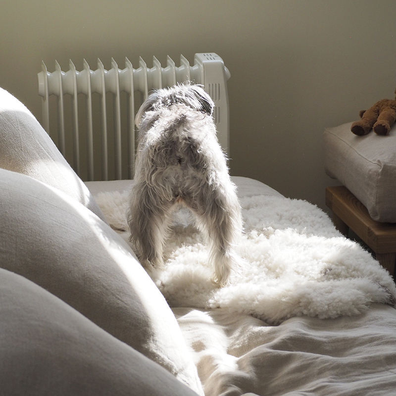 pet_sofa_lifestyle (15).jpg