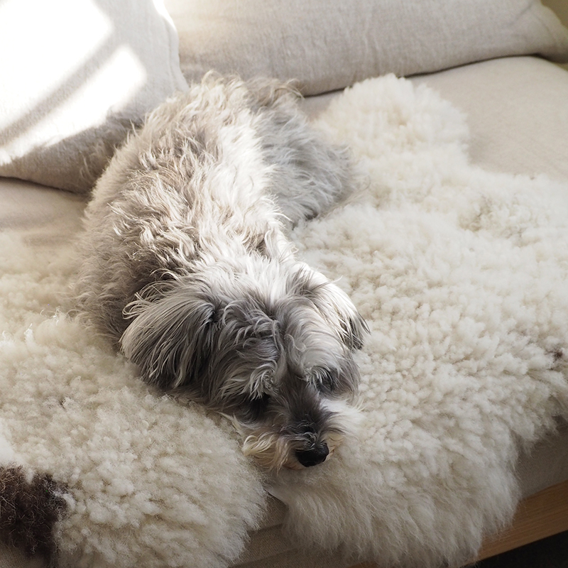 pet_sofa_lifestyle (9).jpg