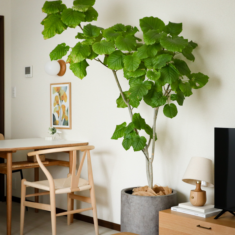 umbellata_pruning (19).jpg
