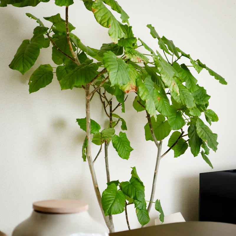 umbellata_pruning (16).jpg