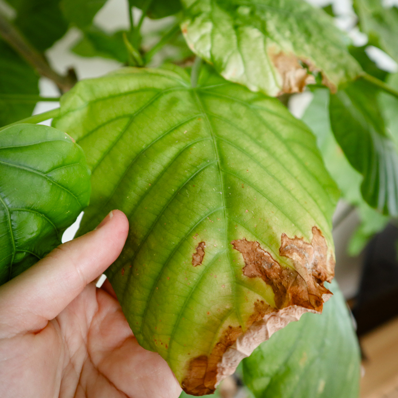 umbellata_pruning (14).jpg