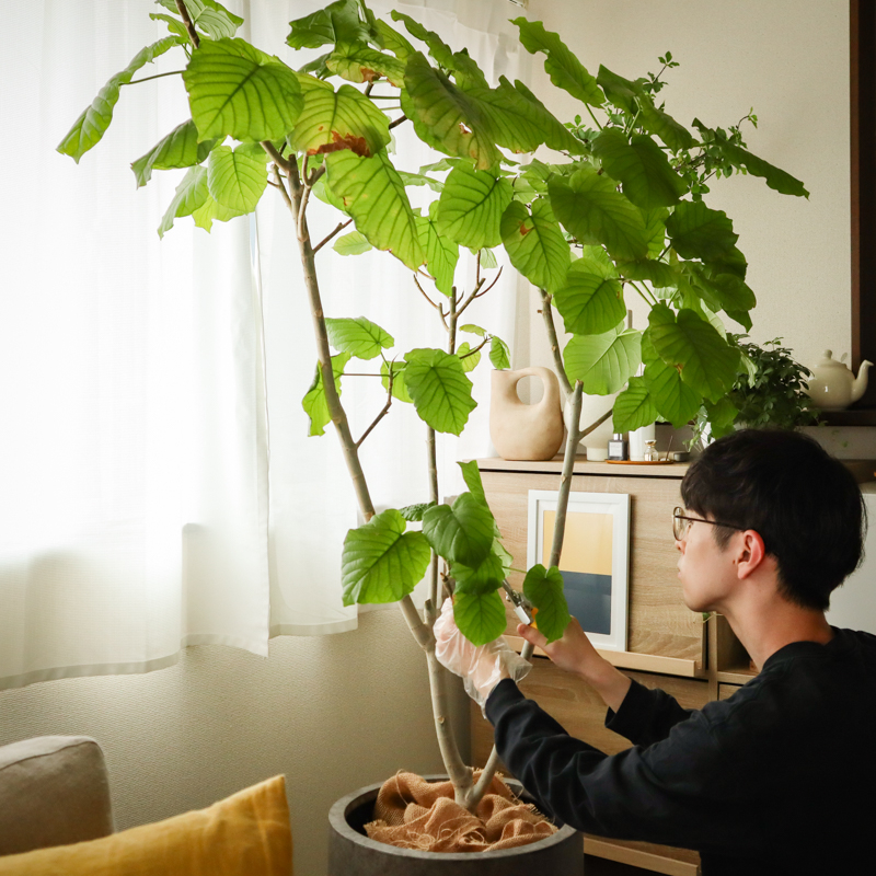 umbellata_pruning (9).jpg