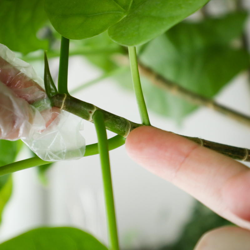 umbellata_pruning (4).jpg