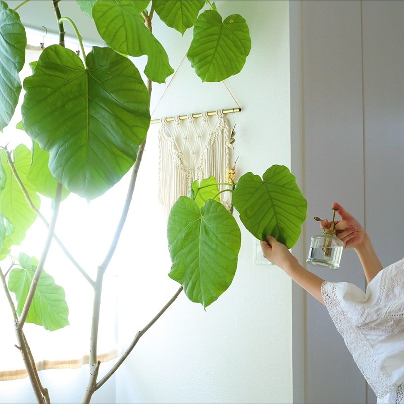 umbellata_pruning_2.jpg
