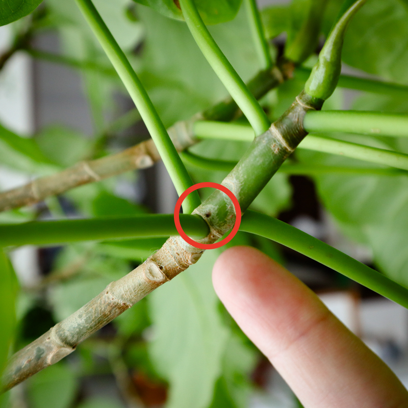 umbellata_pruning.jpg