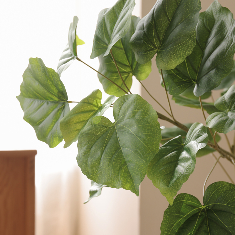 umbellata_pruning (22).jpg