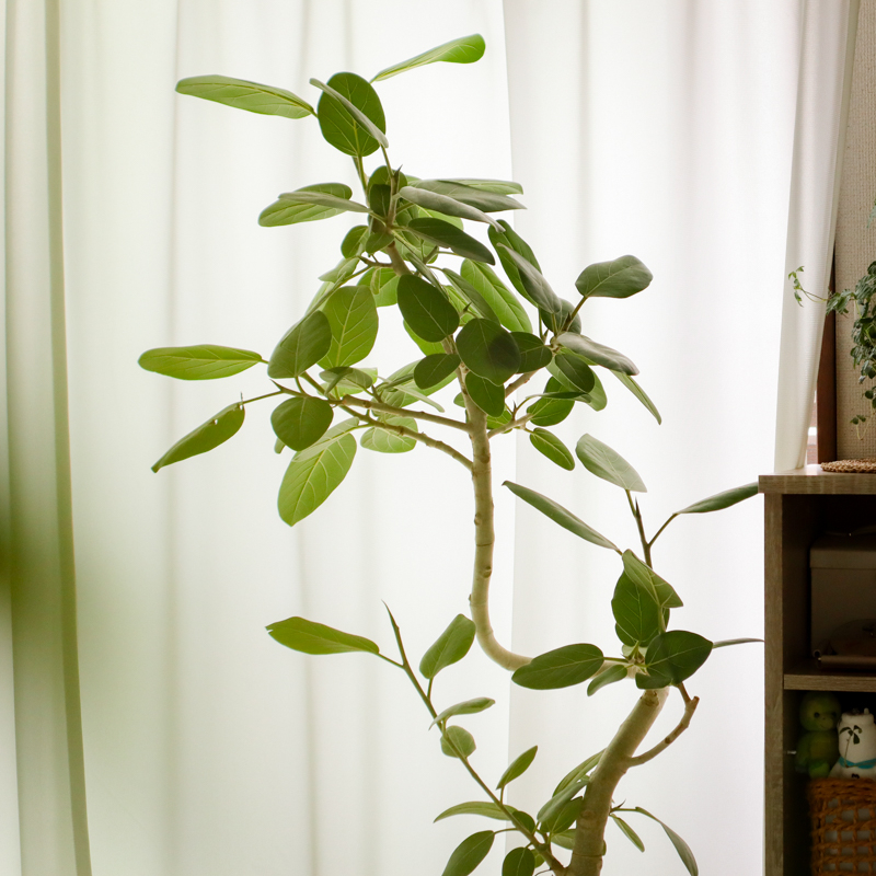 ficus_benghalensis_pruning (3).jpg