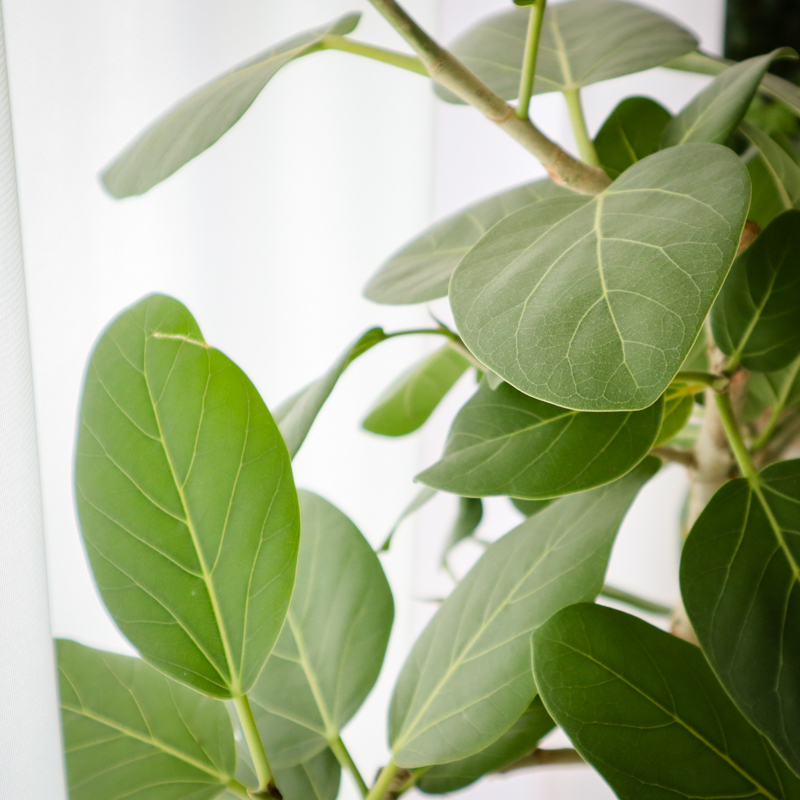 ficus_benghalensis_pruning (4).jpg