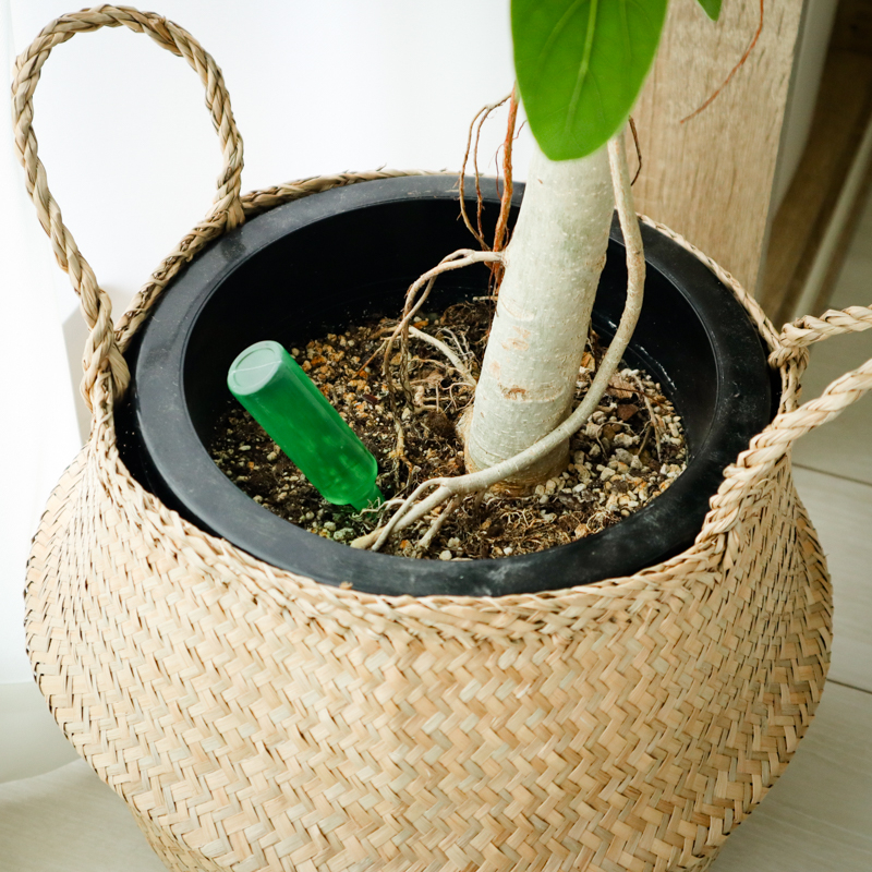 ficus_benghalensis_pruning (18).jpg
