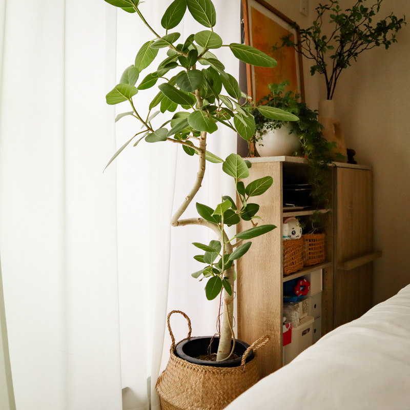 ficus_benghalensis_pruning (5).jpg