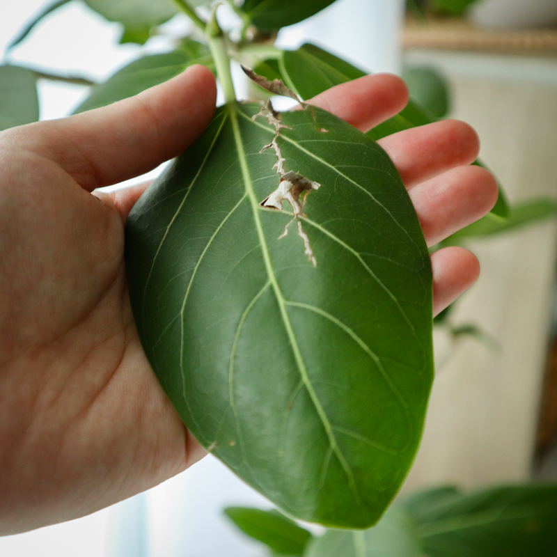 ficus_benghalensis_pruning (6).jpg