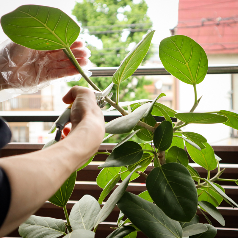 ficus_benghalensis_pruning (14).jpg