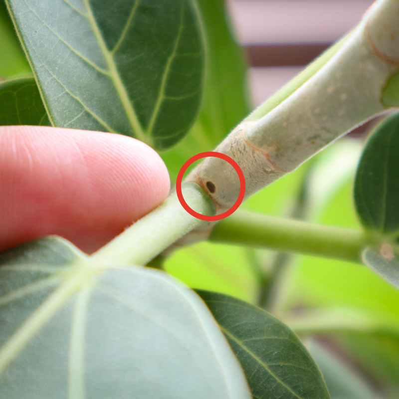 ficus_benghalensis_pruning.jpg