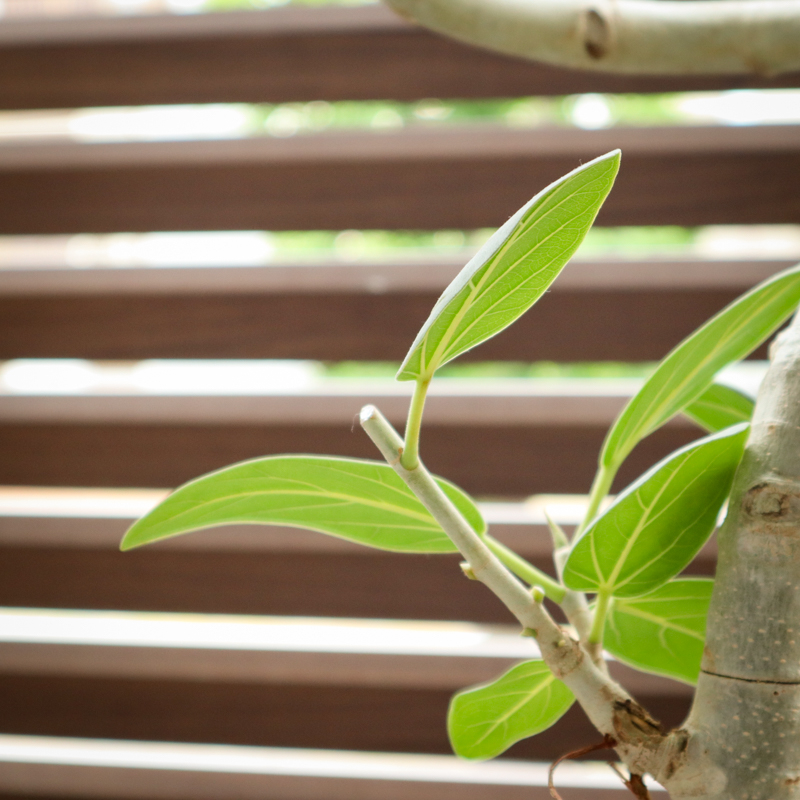 ficus_benghalensis_pruning (13).jpg