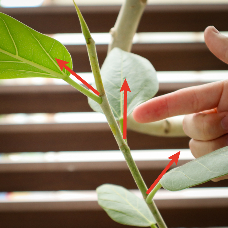 ficus_benghalensis_pruning (19).jpg