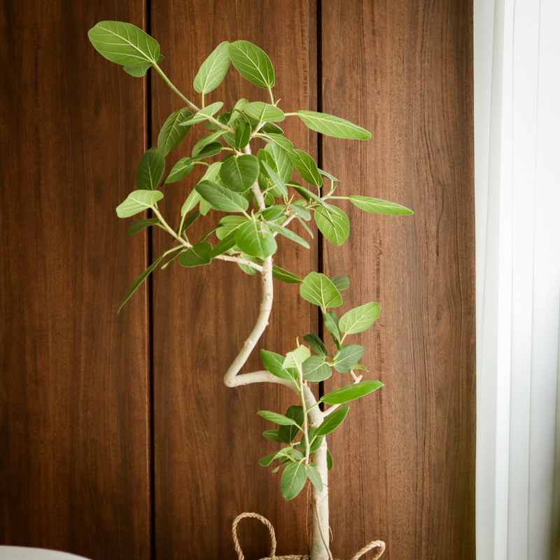 ficus_benghalensis_pruning (8).jpg